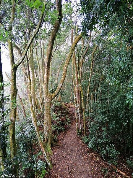 【苗栗獅潭】雲霧裊裊如仙境。 No33小百岳~仙山登山步道