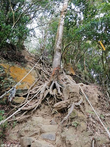 【苗栗獅潭】雲霧裊裊如仙境。 No33小百岳~仙山登山步道