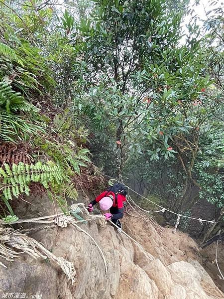 【苗栗獅潭】雲霧裊裊如仙境。 No33小百岳~仙山登山步道