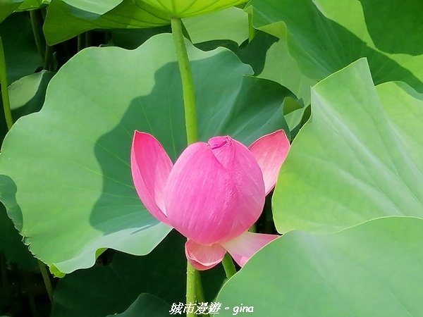 【南投草屯】中興新村椰林大道。 荷花迎風搖曳