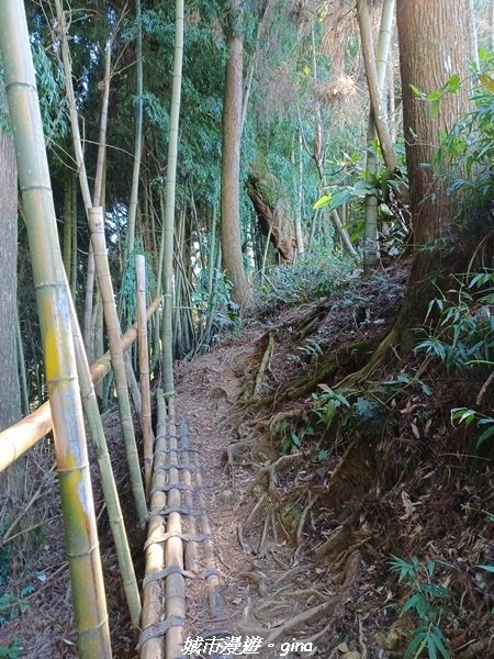 【南投竹山】茶園竹林巨木櫻花景緻很美(四連峰)。 小百岳集起