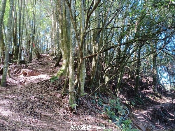 【南投竹山】茶園竹林巨木櫻花景緻很美(四連峰)。 小百岳集起