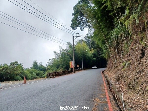 【南投竹山】茶園竹林巨木櫻花景緻很美(四連峰)。 小百岳集起