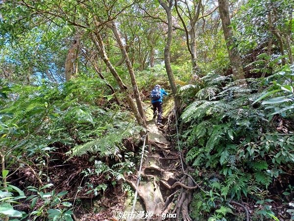 【桃園大溪】大小攀爬不斷。 No21小百岳-桃園金面山步道