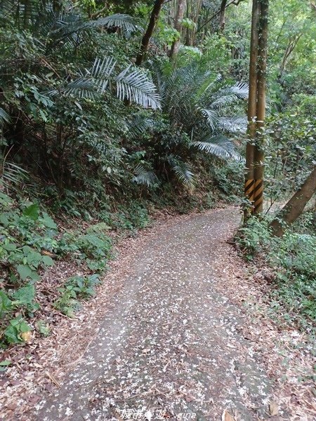 【高雄甲仙】沒有朵朵白雲。 小百岳集起來。 No69小百岳-