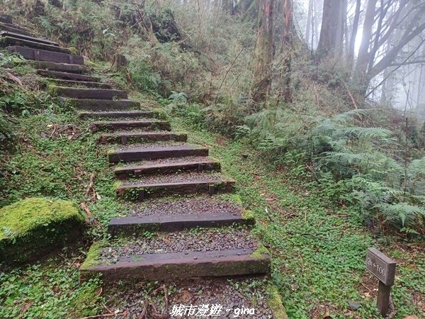 【嘉義阿里山鄉】 在雲霧中汲取滿滿的芬多精。 小百岳集起來。