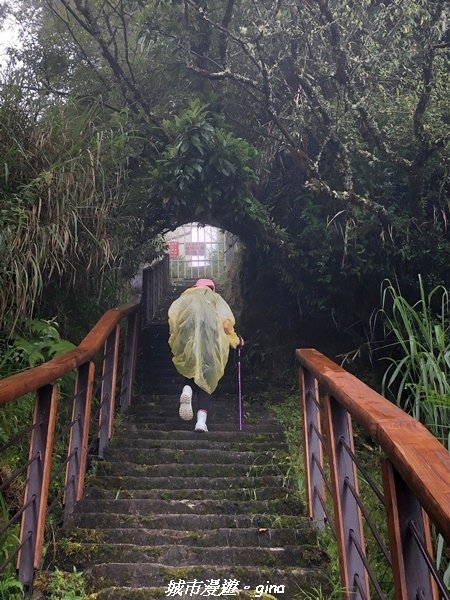 【嘉義阿里山鄉】 在雲霧中汲取滿滿的芬多精。 小百岳集起來。