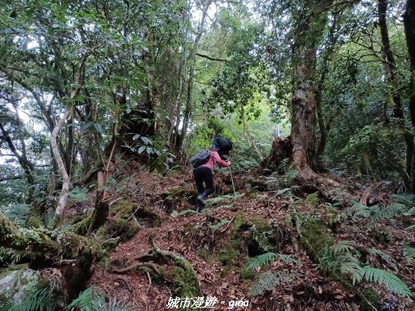 【花蓮秀林】迷霧森林。 小百岳集起來。No86小百岳卡拉寶山