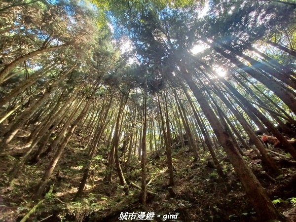 【台中和平】谷關七雄，慢旅台中登山活動認證。 針葉林道踩踏