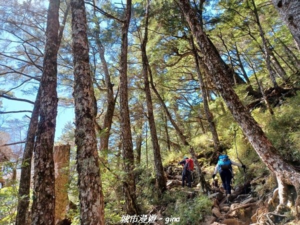 【高雄桃源】朝聖壯闊山景之南橫三星。 No85百岳~庫哈諾辛