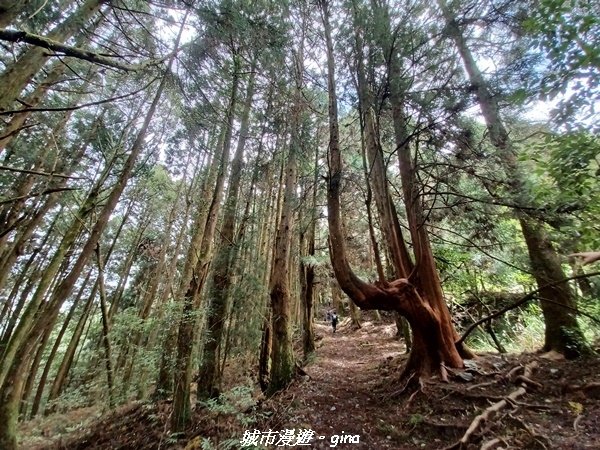 【台中和平】谷關七雄~馬崙山步道