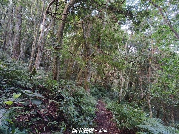 【台中和平】谷關七雄~馬崙山步道