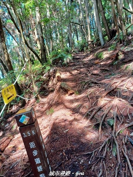 【台中和平】谷關七雄~馬崙山步道