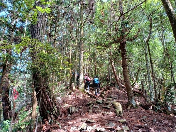 【台中和平】谷關七雄~馬崙山步道