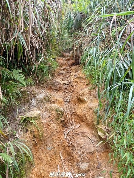 【台中和平】谷關七雄~馬崙山步道