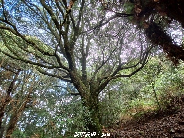 【台中和平】谷關七雄~馬崙山步道