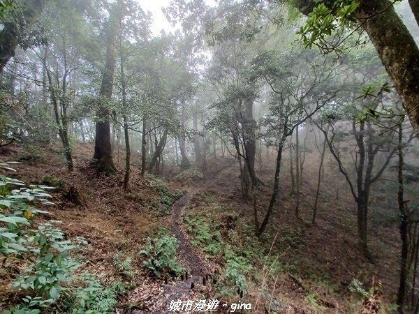 【台中和平】谷關七雄~馬崙山步道