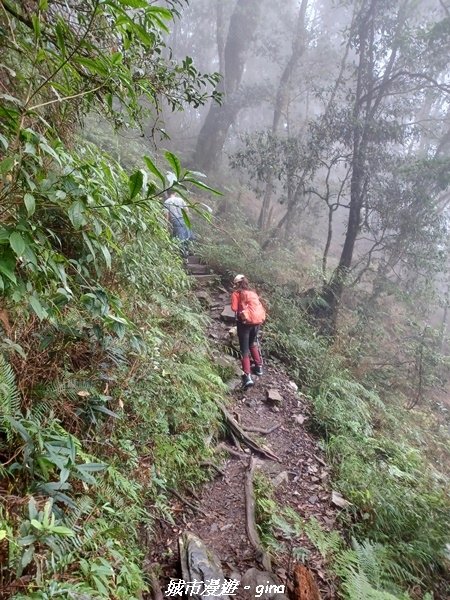 【台中和平】在虐腳的陡上持續前進。 谷關七雄-八仙山主峰步道