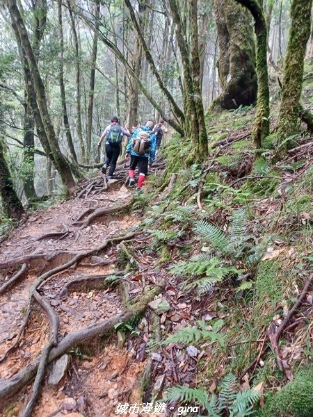 【台中和平】在虐腳的陡上持續前進。 谷關七雄-八仙山主峰步道
