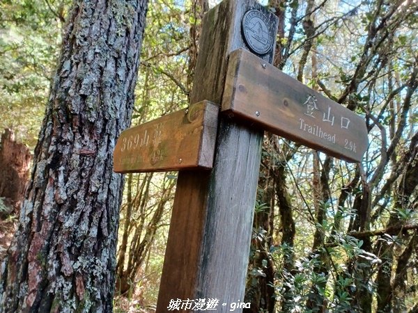 【台中和平】山迢路遠換一回高山好景致。 No75百岳雪山東峰