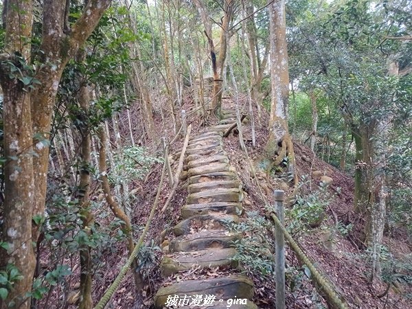 【苗栗銅鑼】苗栗銅鑼~雙峰山x杭菊