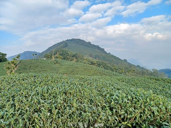 【雲林華山】 翠綠茶園太迷人走到廢腿也甘心_雲嘉五連峰