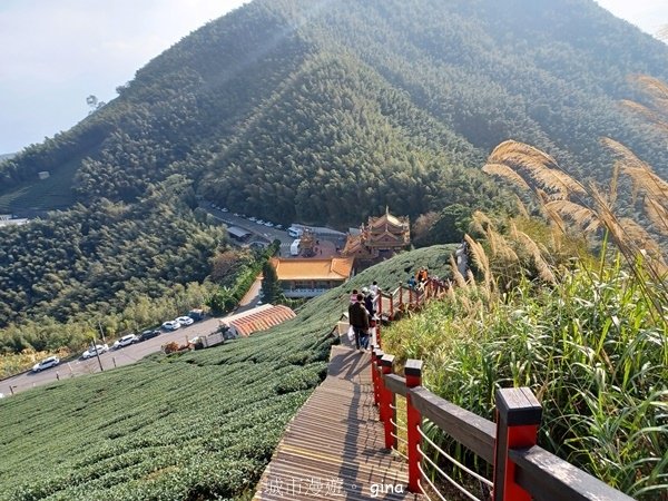 【雲林華山】 翠綠茶園太迷人走到廢腿也甘心_雲嘉五連峰