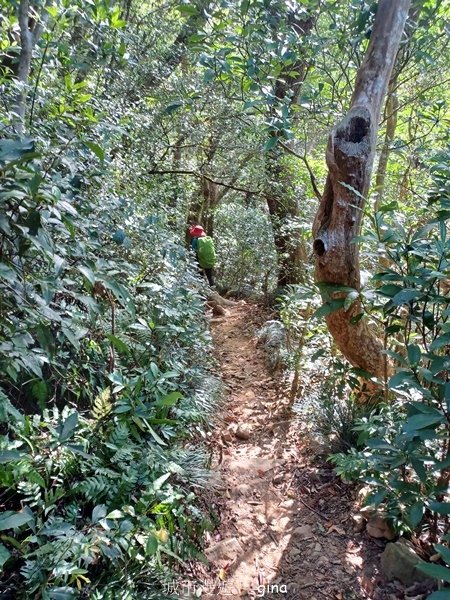 【屏東獅子鄉】台灣百大必訪步道~里龍山步道~