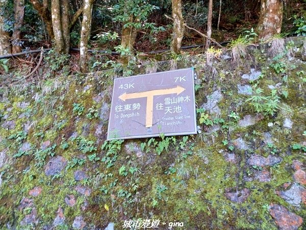 【台中和平】稍來小雪山國家步道~