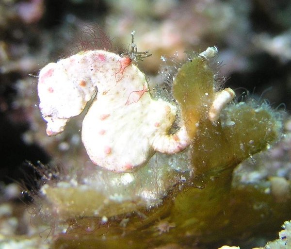 (圖二)超級名模--豆丁海馬(Hippocampus colemani pygmy seahorse柯曼尼侏儒海馬).JPG