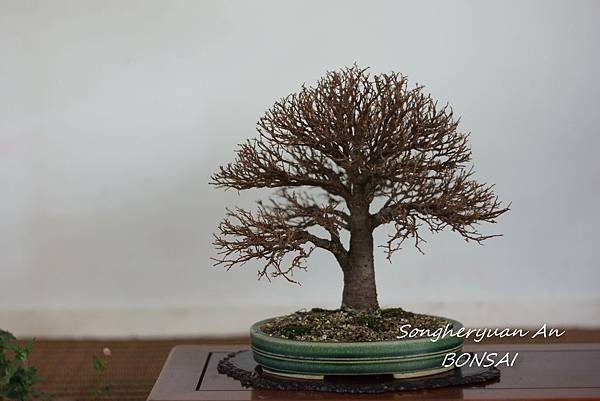 2013 雅風展