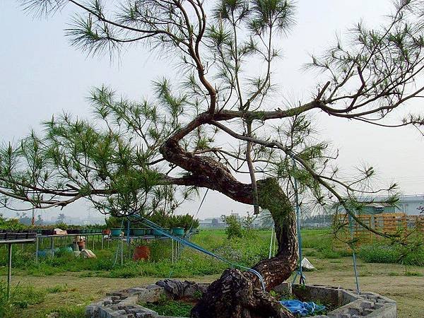 火炎山赤松 庭園木