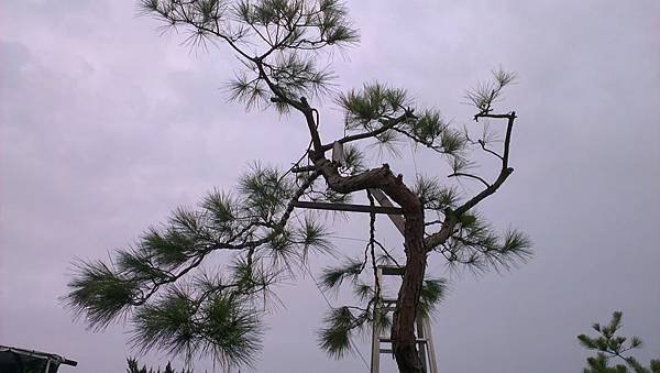 台灣 火炎山 赤松 庭園樹