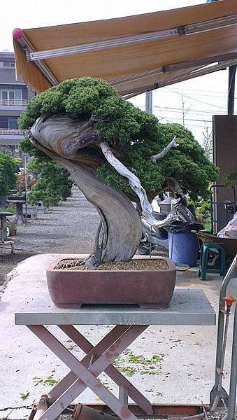 山採真柏&quot;龍神&quot;換盆作業記錄