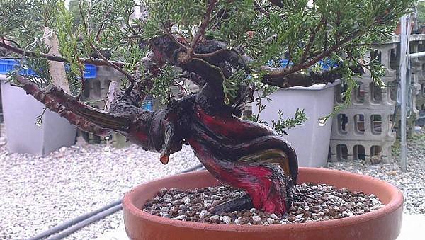 小品系魚川真柏作業記錄