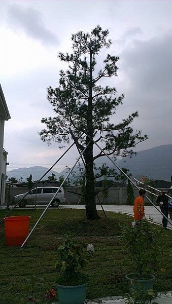 五葉松庭園樹移植