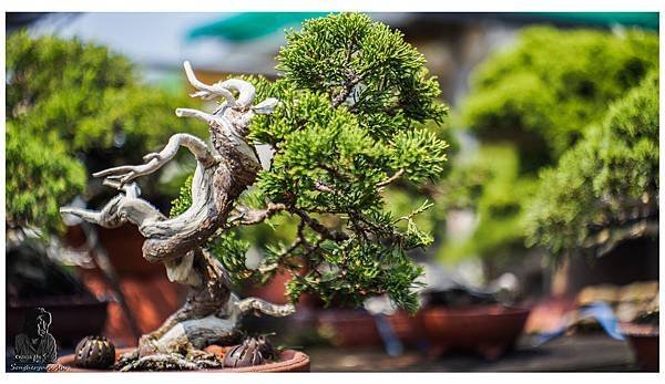 系魚川真柏小品盆栽
