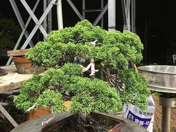 小品系魚川真柏 整姿中