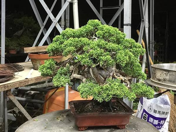 小品系魚川真柏 整姿中