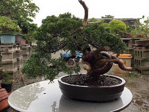 系魚川真柏小品