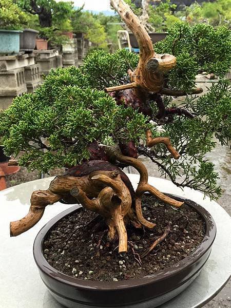系魚川真柏小品
