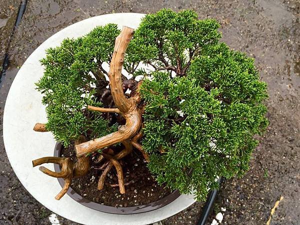 系魚川真柏小品