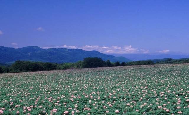 原野.jpg