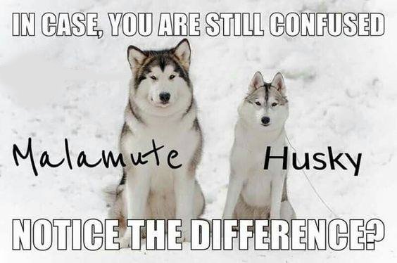 Husky_Malamute.jpg