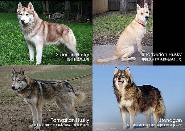 Comparing_Husky.jpg