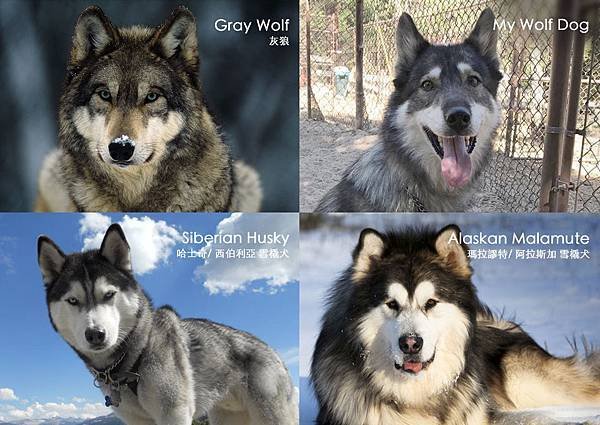 Comparing_Wolf_Husky_Malamute.jpg