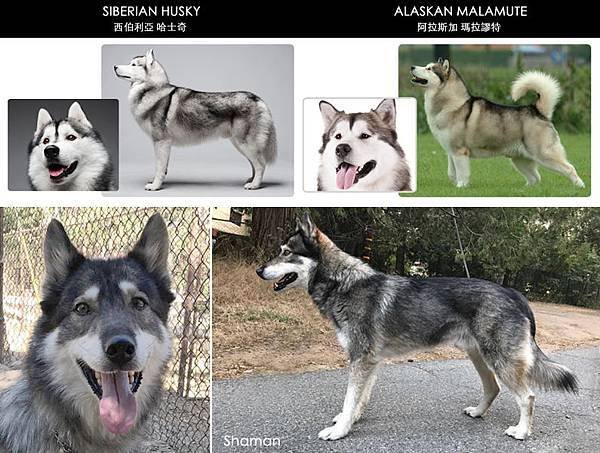 Shaman_Husky n Malamute.jpg