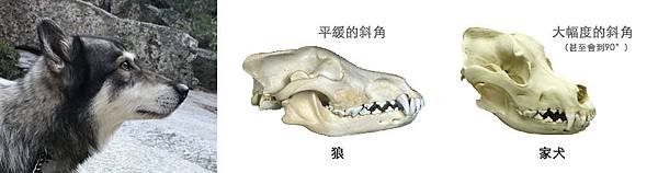 WolfDog_Skull.jpg