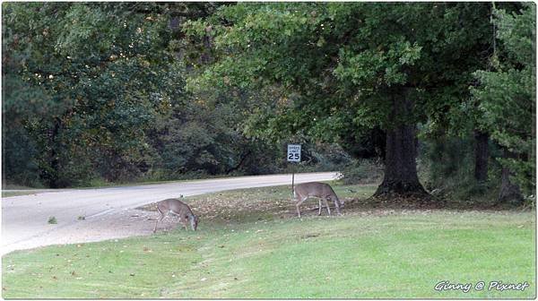 Real Deers