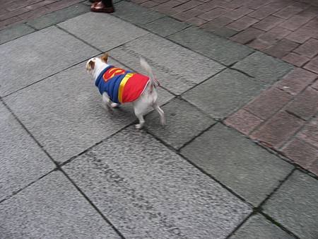 superdog